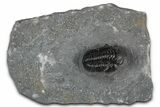 Detailed Gerastos Trilobite Fossil - Morocco #351280-1
